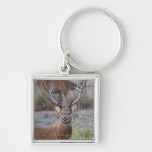 Chaveiro O Barasingha ou o Barasinga (Rucervus