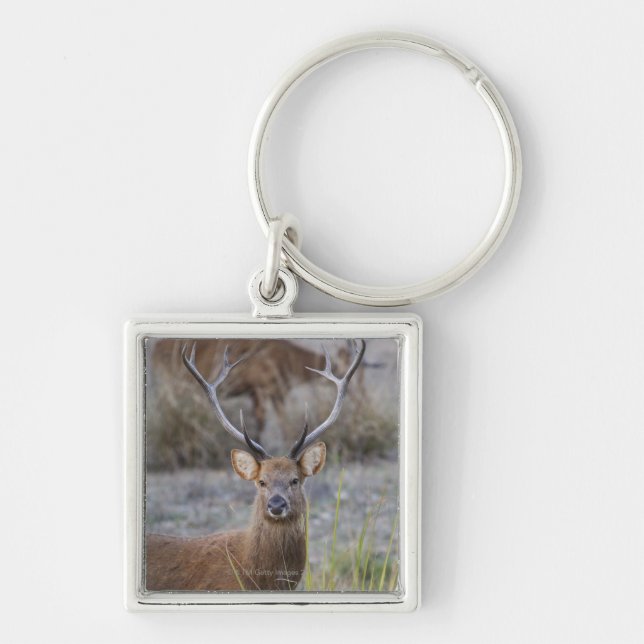 Chaveiro O Barasingha ou o Barasinga (Rucervus (Frente)
