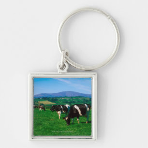Chaveiro O Holstein-Frisão acobarda-se perto de Borris,