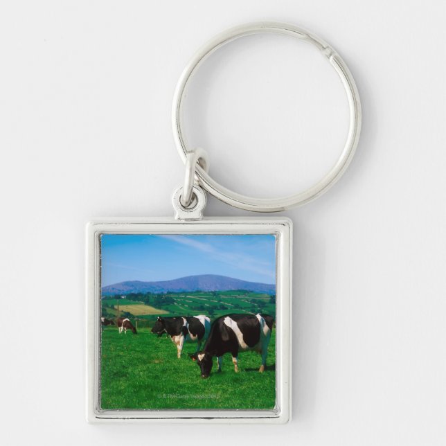 Chaveiro O Holstein-Frisão acobarda-se perto de Borris, (Frente)