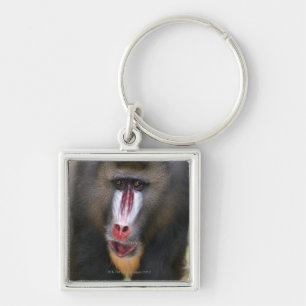 Chaveiro O mandril (esfinge do Mandrillus) fecha-se acima