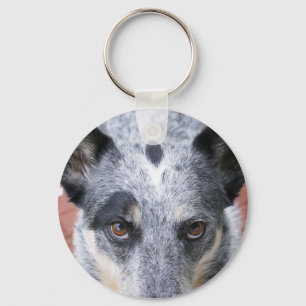 Chaveiro O olhar fixo para baixo - um olhar do cowdog