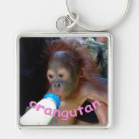 O orangotango do bebê bebe a garrafa