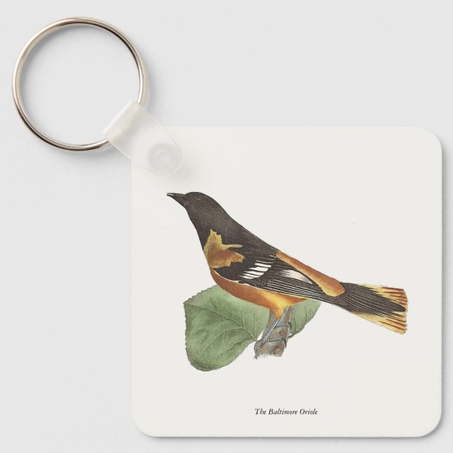 Chaveiro O Ouro ou Baltimore Oriole (Icterus galbula) (Frente)