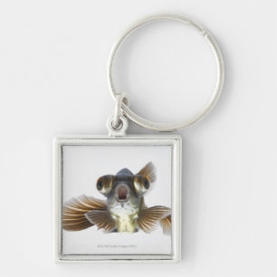 Chaveiro O preto amarra o peixe dourado (o auratus do