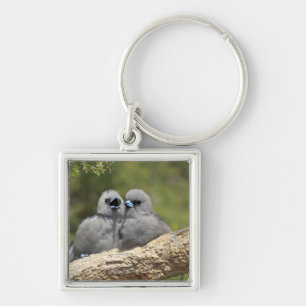 Chaveiro O preto enfrentou Woodswallow, cinereus do Artamus