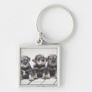 Chaveiro O Schnauzer diminuto é uma raça do cão pequeno