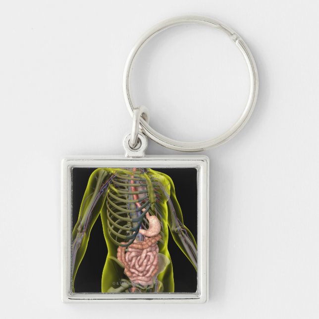 Chaveiro O sistema digestivo (Frente)