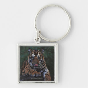 Chaveiro O tigre Cub reclina na rocha