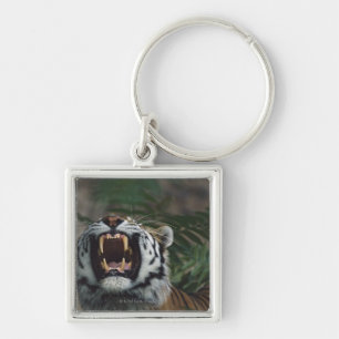 Chaveiro O tigre Siberian (Panthera Tigris) descobre presas