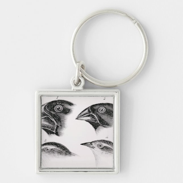 Chaveiro Observações do pássaro de Darwin (Frente)