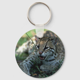 Chaveiro Ocelot que encontra-se para baixo