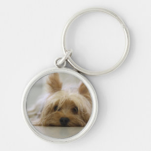 Chaveiro olhos bonitos da cara do cão do animal de