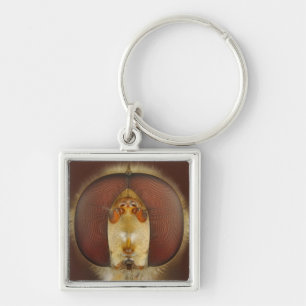 Chaveiro Olhos principais e compostos de uma mosca do pairo