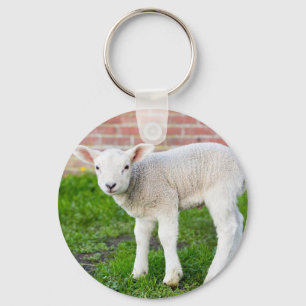 Chaveiro One white newborn lamb standing in green grass