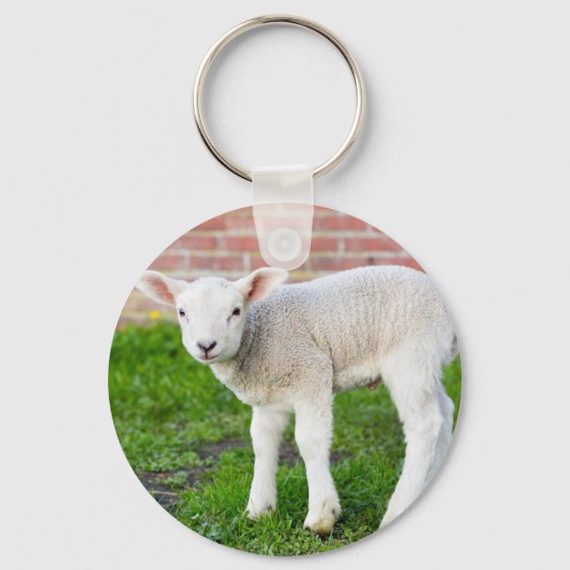 Chaveiro One white newborn lamb standing in green grass (Frente)