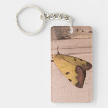 Ophiusa tirhaca, a parda-verde