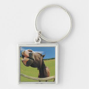 Chaveiro opinião do Peixe-olho o cavalo