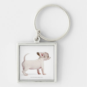Chaveiro Opinião lateral o filhote de cachorro da chihuahu