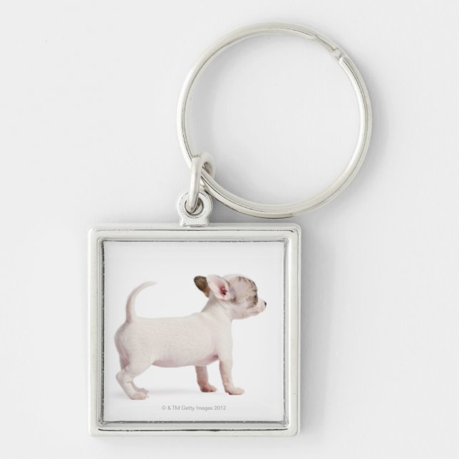 Chaveiro Opinião lateral o filhote de cachorro da chihuahua (Frente)