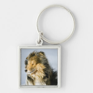 Chaveiro Opinião o sheepdog de Shetland