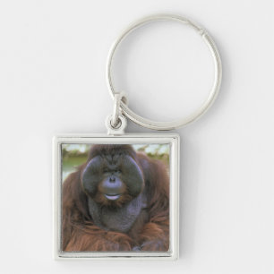 Chaveiro Orangotango Pongo Pygmaeus