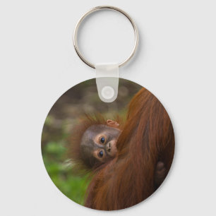 Chaveiro Orangutan Baby Dando Uma Olhada