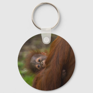 Chaveiro Orangutan Baby Dando Uma Olhada