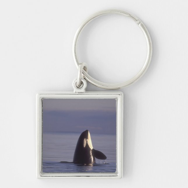 Chaveiro Orca assassina (Orca orcinus) em spyhopping perto (Frente)