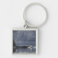 Orca fêmea adulta (Orcinus Orca), Puget