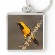 Oriole Encapuzado em um galho