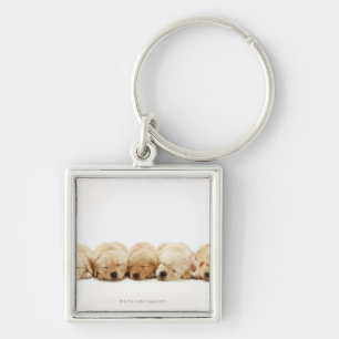 Chaveiro Os filhotes de cachorro do golden retriever