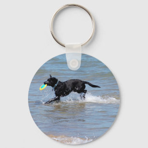 Chaveiro Our Black Labrador Retrieving Frisbee from Lake