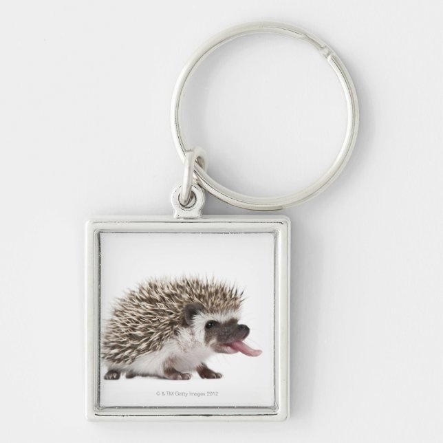 Chaveiro ouriço Quatro-toed - albiventris de Atelerix (Frente)