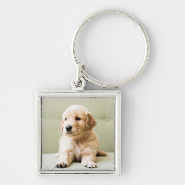 Chaveiro Ouro Retriever Puppy no sofá (Frente)