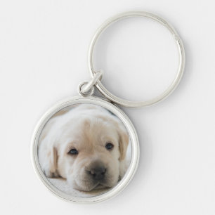 Chaveiro Ouro Sonolento Labrador
