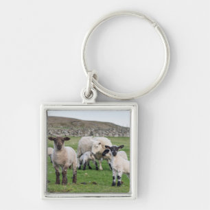 Chaveiro Ovelha Shetland