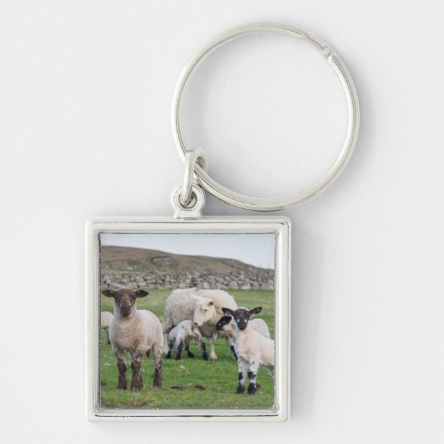 Chaveiro Ovelha Shetland (Frente)