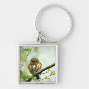 Chaveiro Owlet colocado um colar do pigmy que empoleira-se