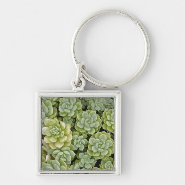 Chaveiro padrão de planta de stonecrop (Frente)