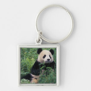 Chaveiro Panda gigante na grama, Vale de Wolong, Sichuan