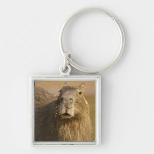 Chaveiro Pantanal, Brasil, Capivara, Hydrochoerus