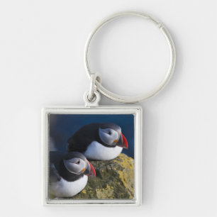Chaveiro Papagaio-do-mar (Fratercula arctica) 7
