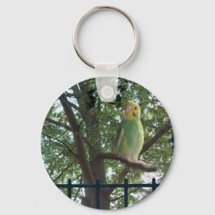 Chaveiro Parakeet