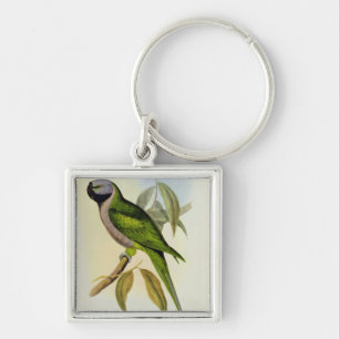 Chaveiro Parakeet: Palaeornis Derbianus, c.1850