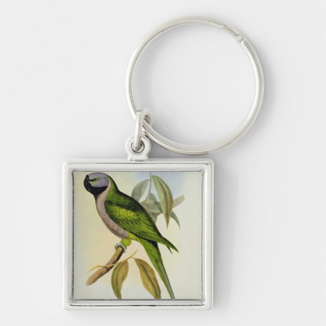 Chaveiro Parakeet: Palaeornis Derbianus, c.1850 (Frente)