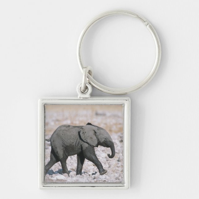 Chaveiro Parque nacional de Etosha, Namíbia (Frente)