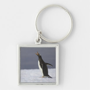 Chaveiro Pássaro adulto do pinguim de Gentoo (Pygoscelis