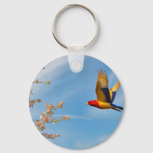 Pássaro das cores no colo da natureza