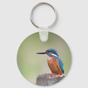 Chaveiro Pássaro Kingfisher.